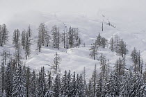 Larch trees (Larix) in winter in mountain, aerial view, Austria. February.