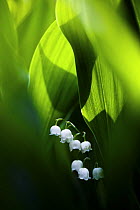 Lily of the valley (Convallaria majalis) hidden at the bottom of the forest in spring. Morning sun is lighting from behind. Biebrza National Park, Poland.