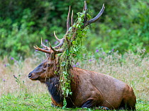 Roosevelt elk (Cervus canadensis roosevelti) bull, with vines snagged on antlers, Usal Creek, Sinkyone Wilderness State Park, California, USA. August.