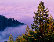 Fog at sunrise over Anderson Creek drainage with Sinkyone Intertribal redwoods (Sequoia sempervirens) in foreground. California, USA>