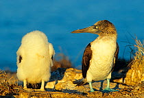 Blue footed booby (Sula nebouxii) watching chick, Isabel Island National Park, Sea of Cortez (Gulf of California) Mexico.