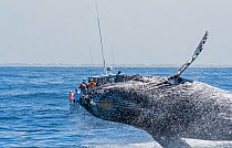 Humpback whale (Megaptera novaeangliae) breaching in front of boat carrying tourists. Monterey Bay, California, USA.
