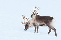 Two Reindeer (Rangifer tarandus) in snow, looking like a single double-headed animal, Norway. Captive