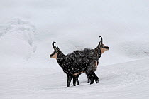 Two Chamois (Rupicapra rupicapra) in snow, Gran Paradiso National Park, Italy.