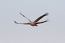 Common crane (Grus grus) in flight, looking like it has two sets of wings, France. Wings of second individual visible in the background