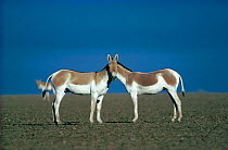Two male Indian Wild Asses (Equus hemionus khur), looking like they share a single head, Little Rann of Kutch, Gujarat, SW India.