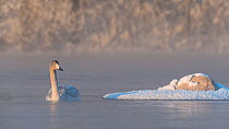 Whooper swan (Cygnus cygnus), young bird on water, head raised, Finland. Sequence 2 of 2.