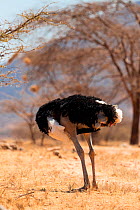 Ostrich (Struthio camelus) male preening, looking headless, Samburu Reserve, Kenya, Africa
