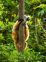 Diademed sifaka (Propithecus diadema), mother carrying her young on her back (legs of young are visible beneath mother&#39;s). Andasibe National Park, Madagascar. Critically Endangered species.