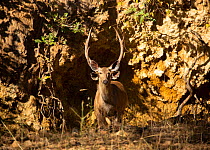 Sambar (Rusa unicolor), Ranthambore National Park, Rajasthan, India. Antlers and ears of male visible behind female. Vulnerable species.