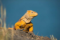 Galapagos land iguana (Conolophus subcristatus) Fernandina Caldera, Galapagos .