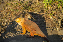 Galapagos land iguana (Conolophus subcristatus) with Galapagos mockingbird (Mimus parvulus) Fernandina Volcano, Galapagos .
