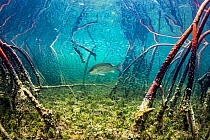 Grey snapper fish (Lutjanus griseus) hunting Silversides (Atherinomorus lacunosus) among red mangrove (Rhizophora mangle) roots, Eleuthera, Bahamas.