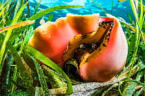 Queen conch (Aliger gigas) in a seagrass (Thalassia testudinum) meadow, Bahamas.