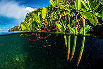 Red mangrove (Rhizophora mangle) propagules / plantlets which become fully mature plants before dropping off the parent tree to drift away and establish a new tree. Bahamas.