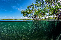 Red mangrove (Rhizophora mangle) habitat with shoal of Silversides (Atherinomorus lacunosus), Eleuthera, Bahamas.
