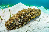 Furry sea cucumber (Astichopus multifidus) on a sand and seagrass seabed, Bahamas.