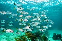 School of Horse-eye jack (Caranx latus) swim along a coral reef, Bahamas.