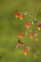 Black-chinned hummingbird (Archilochus alexandri) male nectaring on Red columbine (Aquilegia canadensis). Hill Country, Texas, USA.