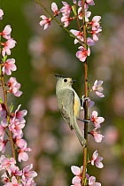 Black-crested titmouse (Baeolophus atricristatus) perched on blossoming Peach (Prunus persica) tree branch. Hill Country, Texas, USA.