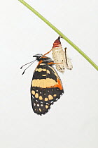 Bordered patch butterfly (Chlosyne lacinia) expanding wings after emerging from chrysalis. Hill Country, Texas, USA.