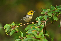 Black-throated green warbler (Setophaga virens) female perched on branch. South Padre Island, Texas, USA.