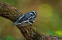 Black-and-white warbler (Mniotilta varia) male perched on branch. South Padre Island, Texas, USA.