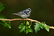 Black-and-white warbler (Mniotilta varia) male perched on Ivy (Hedera sp) branch. South Padre Island, Texas, USA.