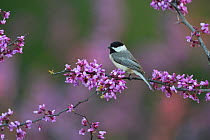 Carolina chickadee (Poecile carolinensis) perched on blossoming Eastern redbud (Cercis canadensis) branch. Hill Country, Texas, USA.