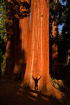 Giant sequoia (Sequoiadendron giganteum) in forest, shadow of person dwarfed by tree projected on the tree trunk. Sequoia and Kings Canyon National Park, California, USA. October.