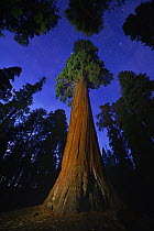 Giant sequoia (Sequoiadendron giganteum) tree in forest at night, view towards canopy and sky. Sequoia and Kings Canyon National Parks, California, USA. October 2013.