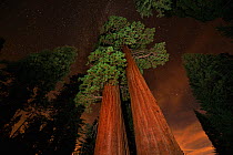 Giant sequoia (Sequoiadendron giganteum) in forest at night. Sequoia and Kings Canyon National Parks, California, USA. October 2013.