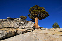 Bristlecone pine (Pinus sp) trees amongst rock. Olmsted Point, Yosemite National Park, California, USA. September 2013.