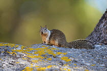 California ground squirrel (Otospermophilus beecheyi) on lichen covered rock, Sequoia and Kings Canyon National Parks, California, USA.
