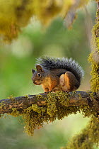 Douglas squirrel (Tamiasciurus douglasii) on lichen covered branch. Sequoia and Kings Canyon National Park, California, USA.