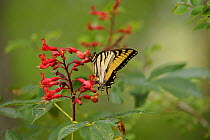 Eastern tiger swallowtail butterfly (Papilio glaucus) nectaring on Red buckeye (Aesculus pavia). Palmetto State Park, Texas, USA.