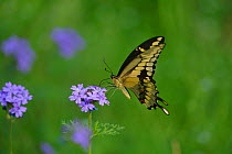 Giant swallowtail butterfly (Papilio cresphontes) nectaring on Prairie verbena (Glandularia bipinnatifida). Hill Country, Texas, USA.