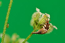 Green lacewing (Chrysoperla carnea) larva feeding on aphid. Hill Country, Texas, USA.
