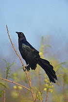 Great-tailed grackle (Quiscalus mexicanus) male perched in tree. South Padre Island, Texas, USA.