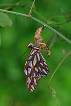 Gulf fritillary butterfly (Agraulis vanillae) expanding wings after emerging from chrysalis. Hill Country, Texas, USA.