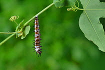 Gulf fritillary butterfly (Agraulis vanillae) caterpillar pupating. Hill Country, Texas, USA. Sequence 1/6.