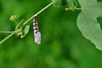 Gulf fritillary butterfly (Agraulis vanillae) caterpillar pupating. Hill Country, Texas, USA. Sequence 4/6.