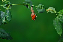 Gulf fritillary butterfly (Agraulis vanillae) emerging from chrysalis, on Passion vine (Passiflora sp). Hill Country, Texas, USA. Sequence 3/9.