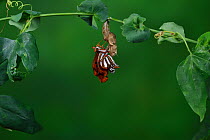 Gulf fritillary butterfly (Agraulis vanillae) expanding wings after emerging from chrysalis, on Passion vine (Passiflora sp). Hill Country, Texas, USA. Sequence 6/9.