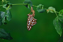 Gulf fritillary butterfly (Agraulis vanillae) expanding wings after emerging from chrysalis, on Passion vine (Passiflora sp). Hill Country, Texas, USA. Sequence 8/9.