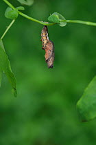 Gulf fritillary butterfly (Agraulis vanillae) emerging from chrysalis. Hill Country, Texas, USA. Sequence 1/10.