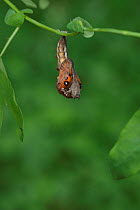 Gulf fritillary butterfly (Agraulis vanillae) emerging from chrysalis. Hill Country, Texas, USA. Sequence 2/10.