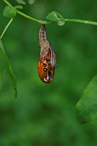 Gulf fritillary butterfly (Agraulis vanillae) emerging from chrysalis. Hill Country, Texas, USA. Sequence 3/10.