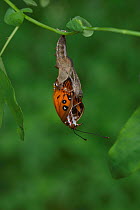 Gulf fritillary butterfly (Agraulis vanillae) emerging from chrysalis. Hill Country, Texas, USA. Sequence 4/10.