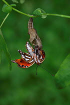 Gulf fritillary butterfly (Agraulis vanillae) emerging from chrysalis. Hill Country, Texas, USA. Sequence 5/10.